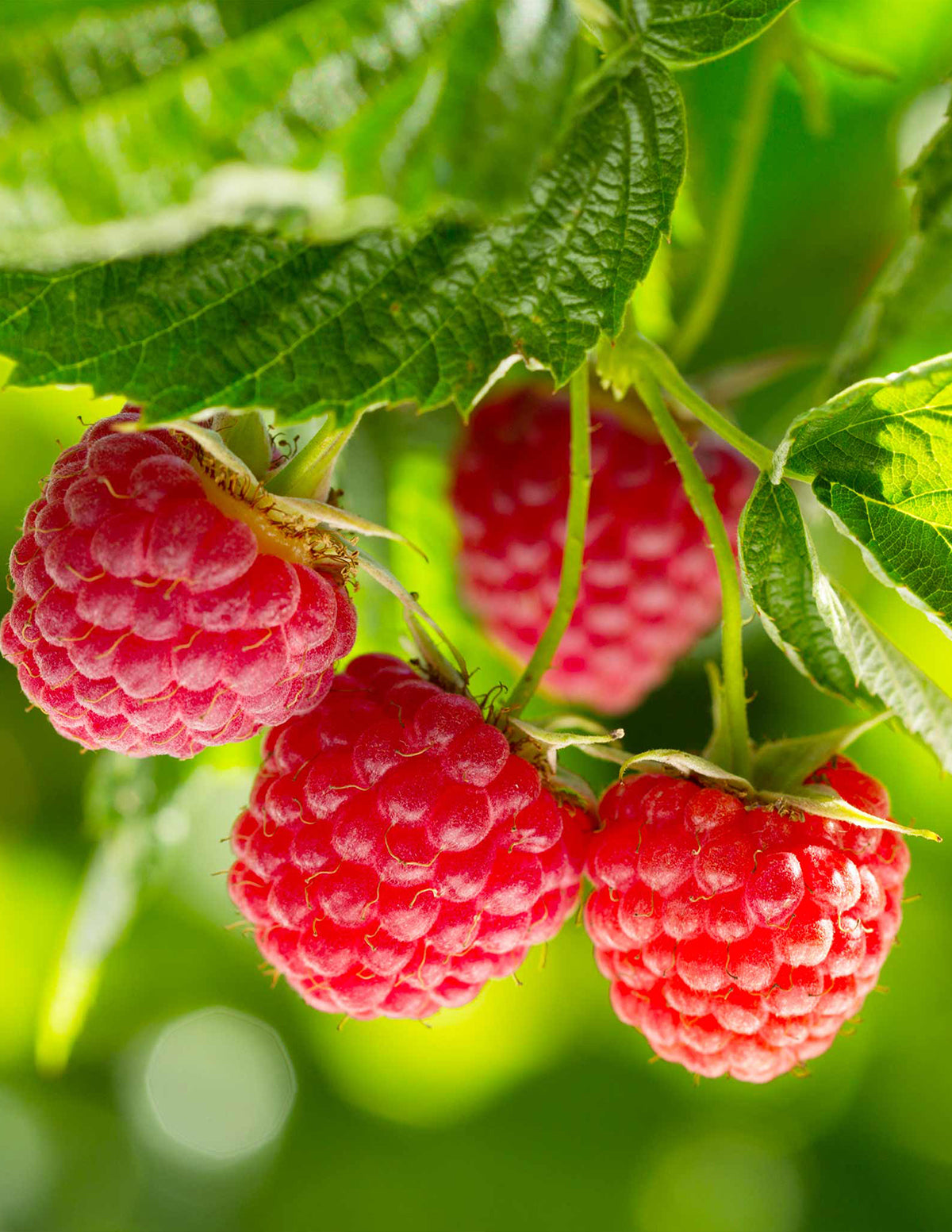 Nova Red Raspberry Plant