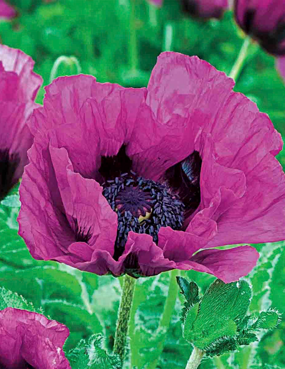 Central Park Oriental Poppy
