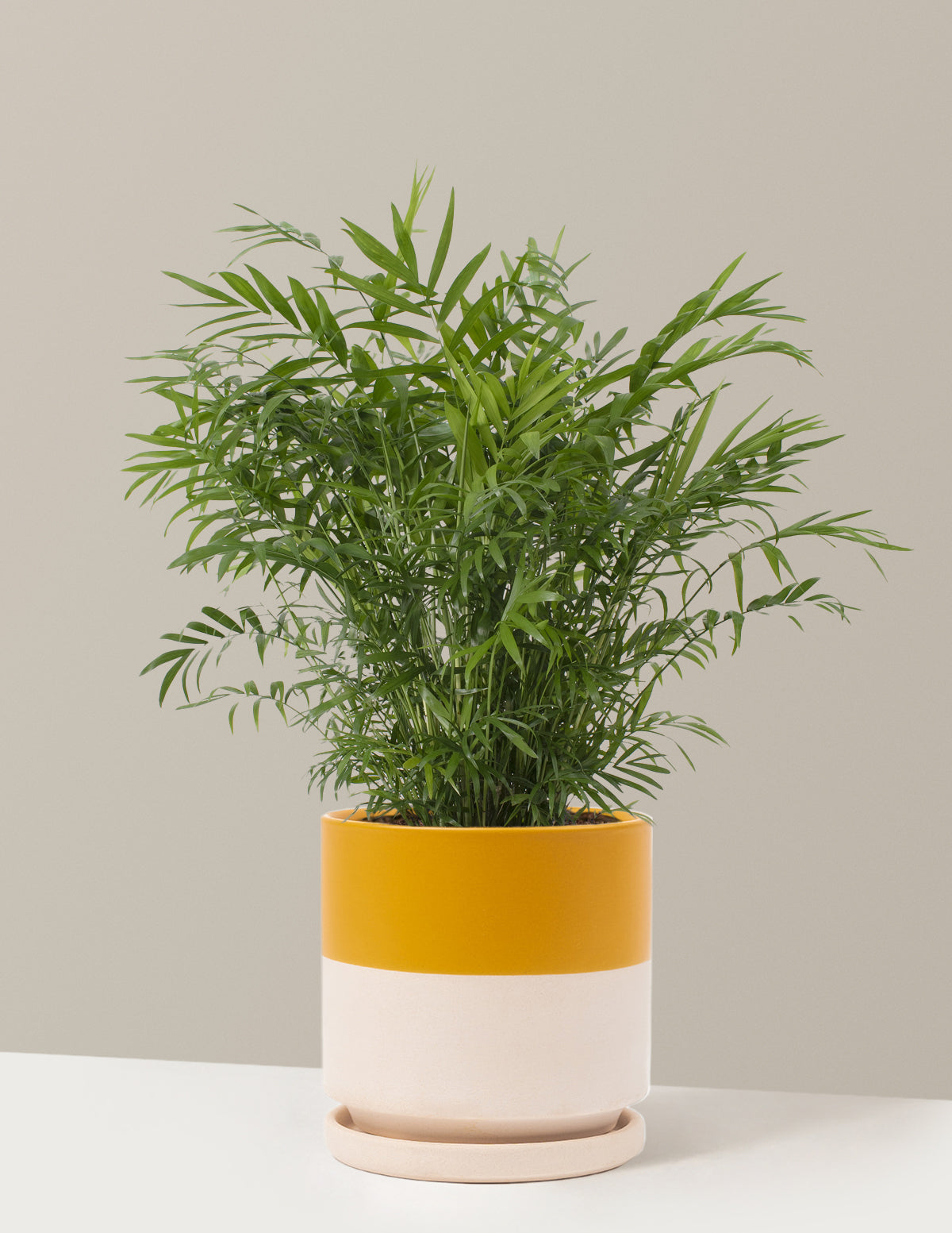 Parlor Palm
