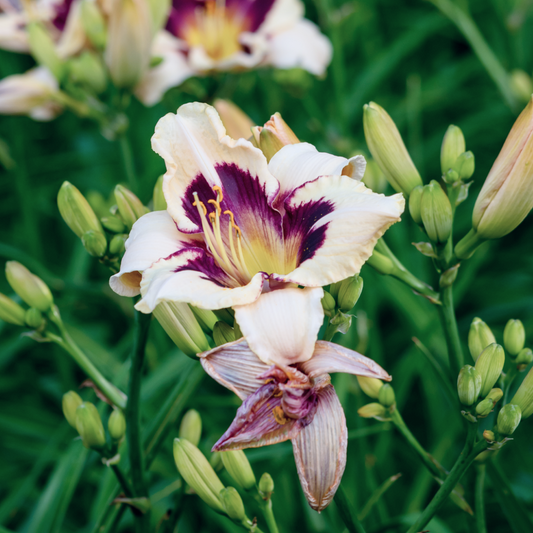 Patricia's Pride Asiatic Lily Bulbs