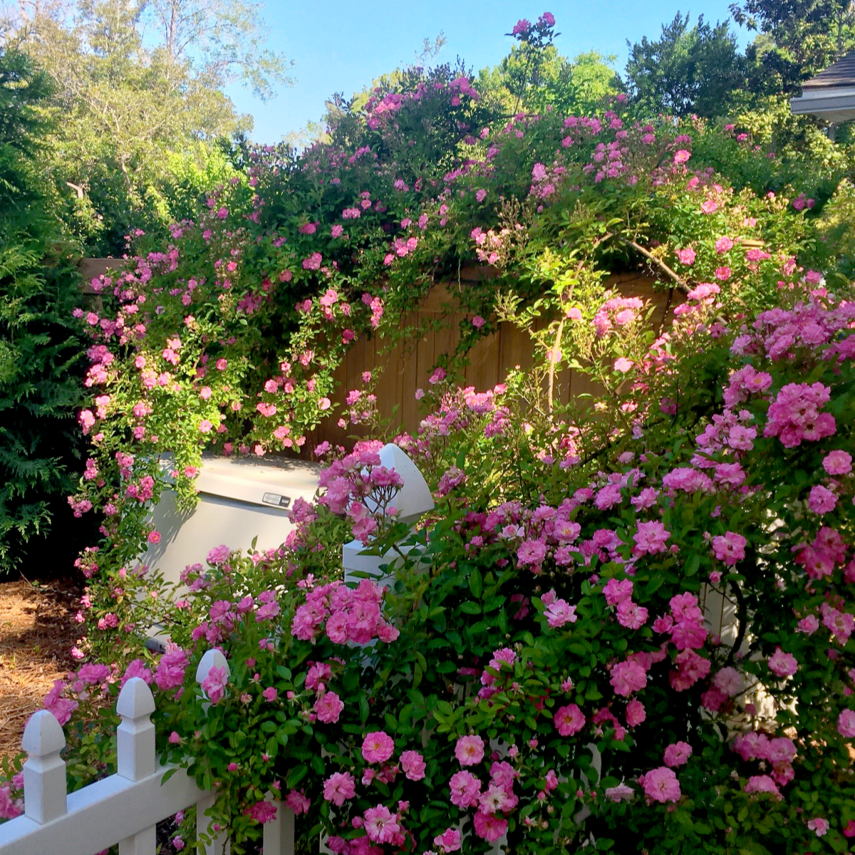 Peggy Martin Climbing Rose