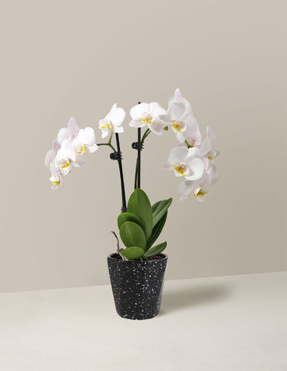Petite White Orchid with Yellow