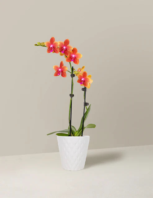 How to care for a Petite Sunset Orchid