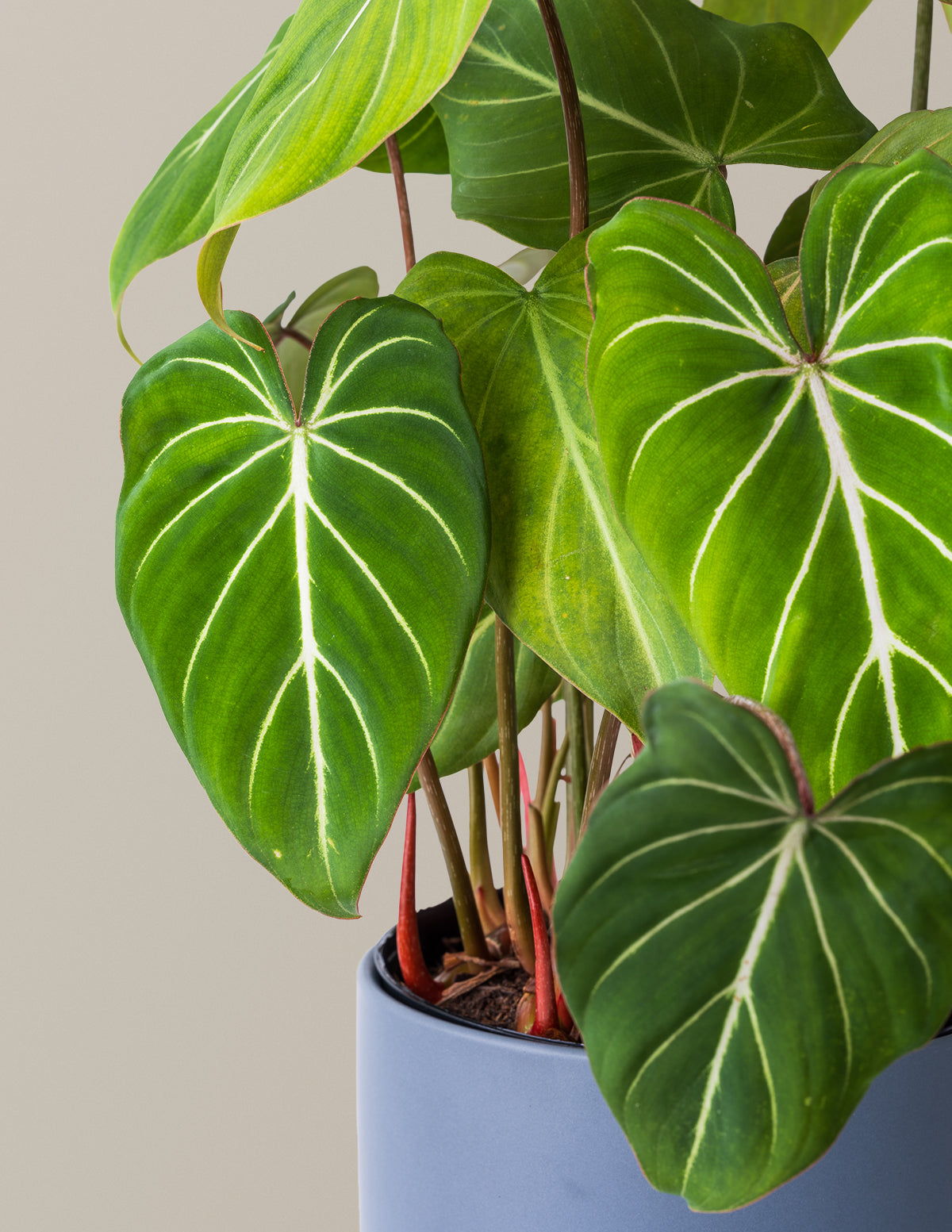 dramatic philodendrons Philodendron Gloriosum