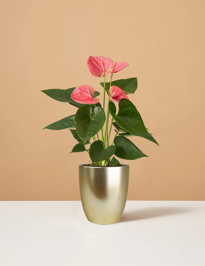 How to care for a Pink Anthurium
