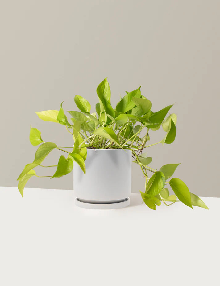 How to care for a Pothos Neon