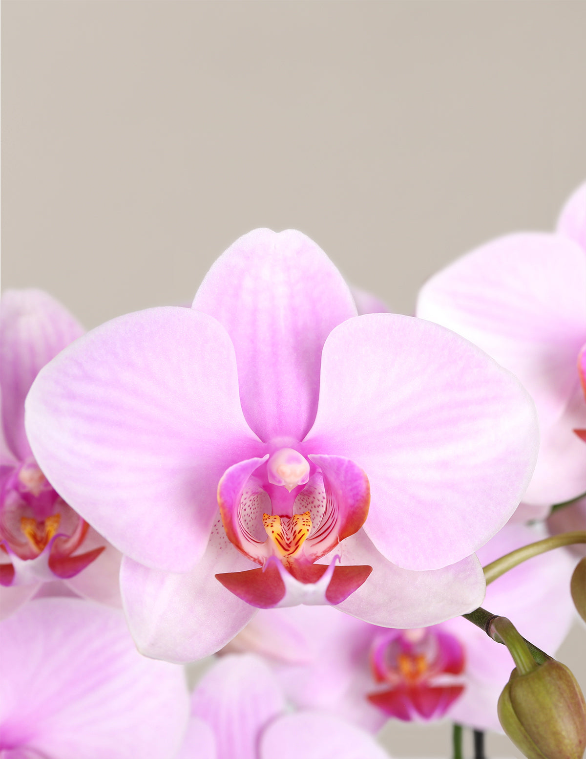 Orchid and Planter Gift Set