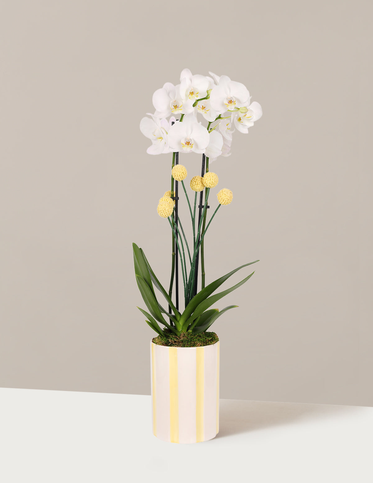 Orchid and Planter Gift Set