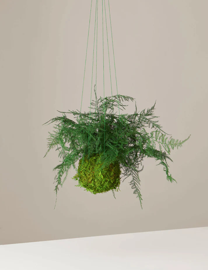 How to care for a Preserved Fern Kokedama