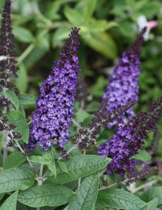 Pugster Blue® Butterfly Bush