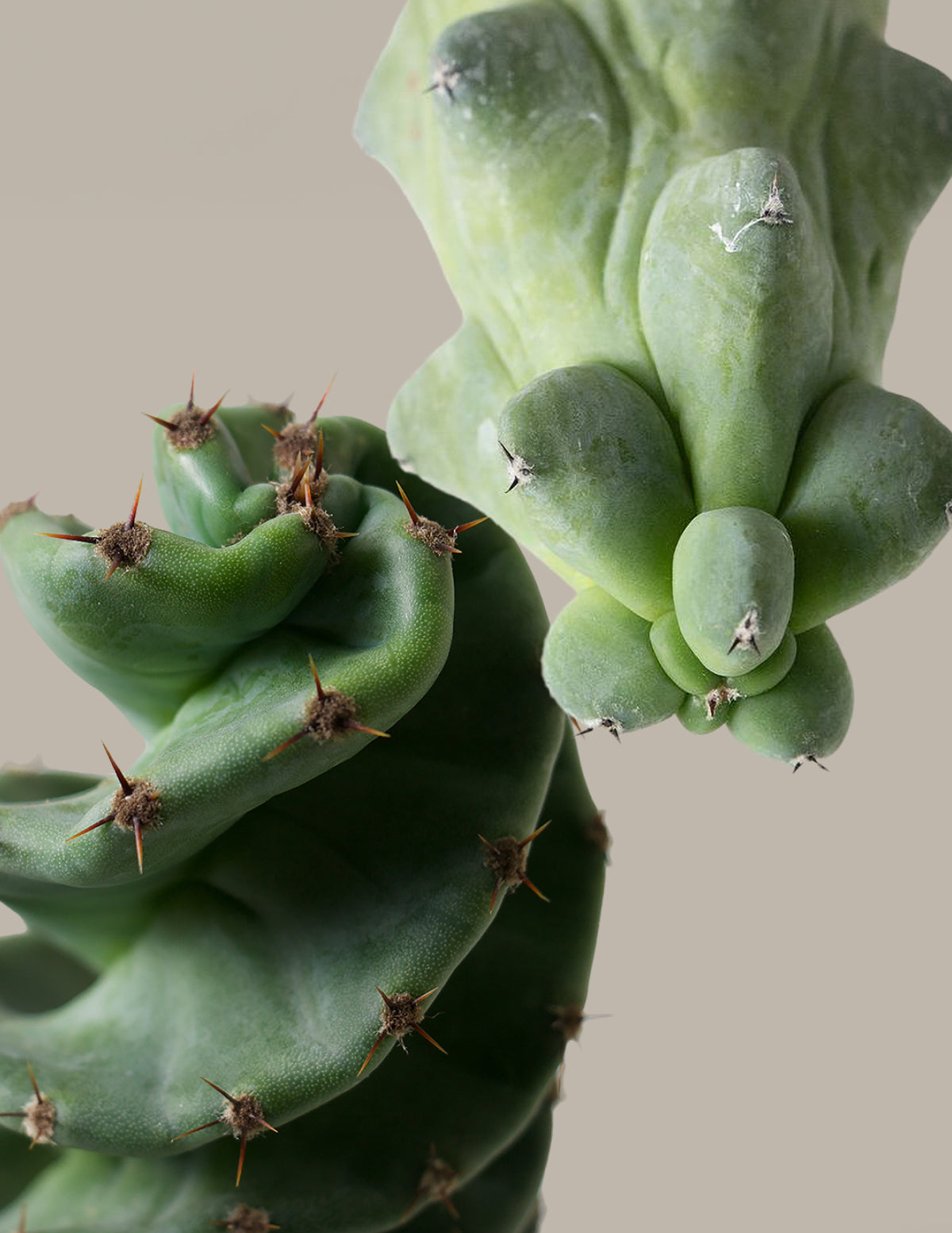 unusual cacti and succulents for sale The Rare Cactus Duo Houseplants with Planter - Medium (7"-12" tall) White Planters
