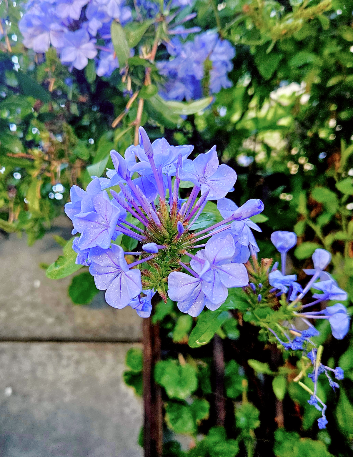 Royal Cape® Plumbago