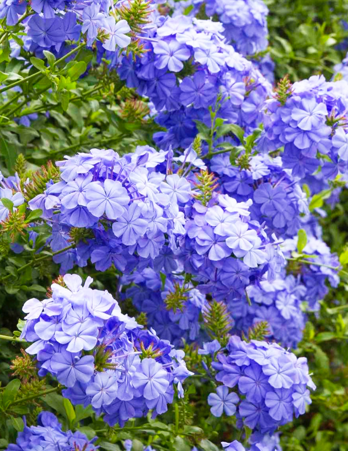 Royal CapeĀ® Plumbago