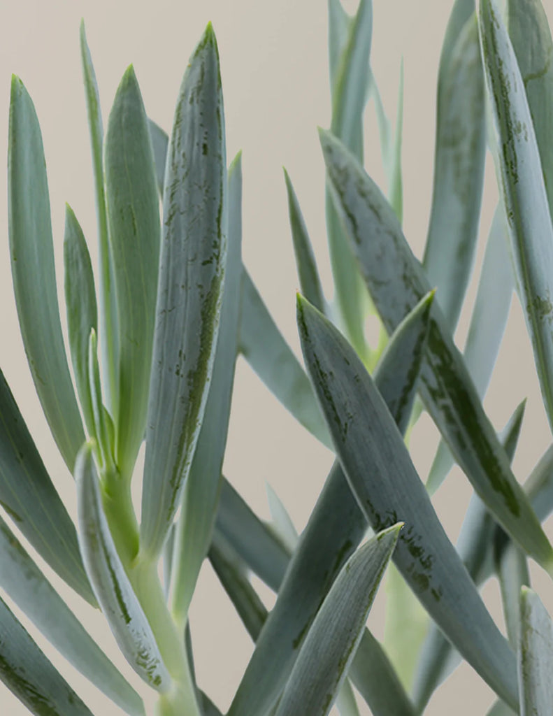 How to care for a Senecio Mount Everest
