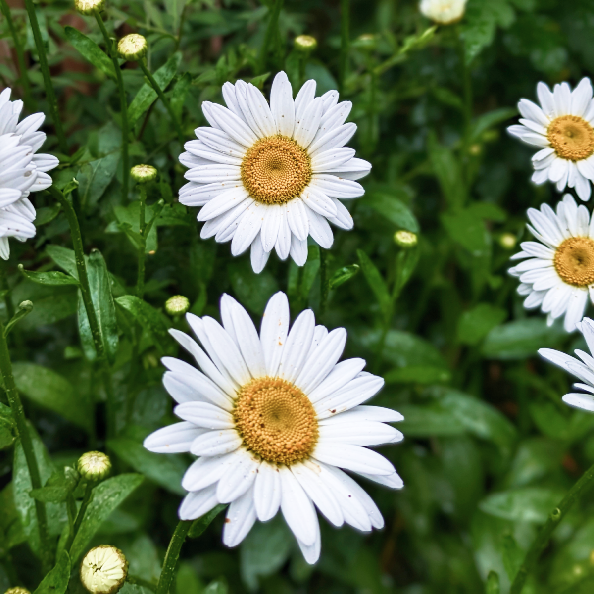 Shortstop™ Shasta Daisy