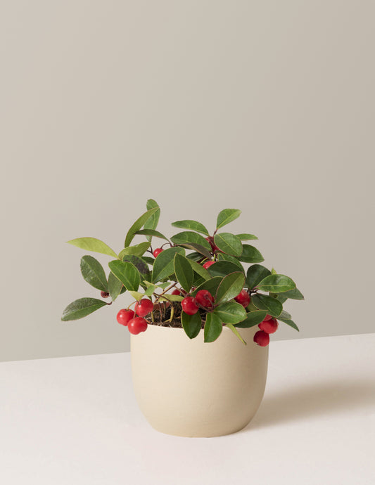 Wintergreen Cherry Berries