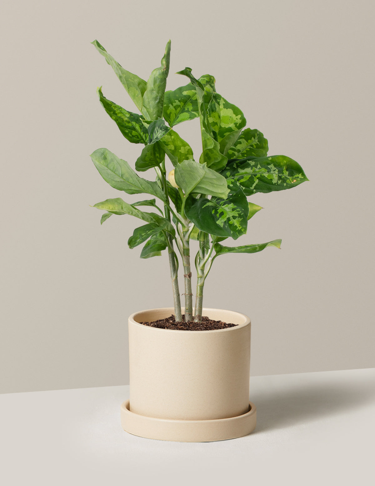 Aglaonema Pictum Tricolor