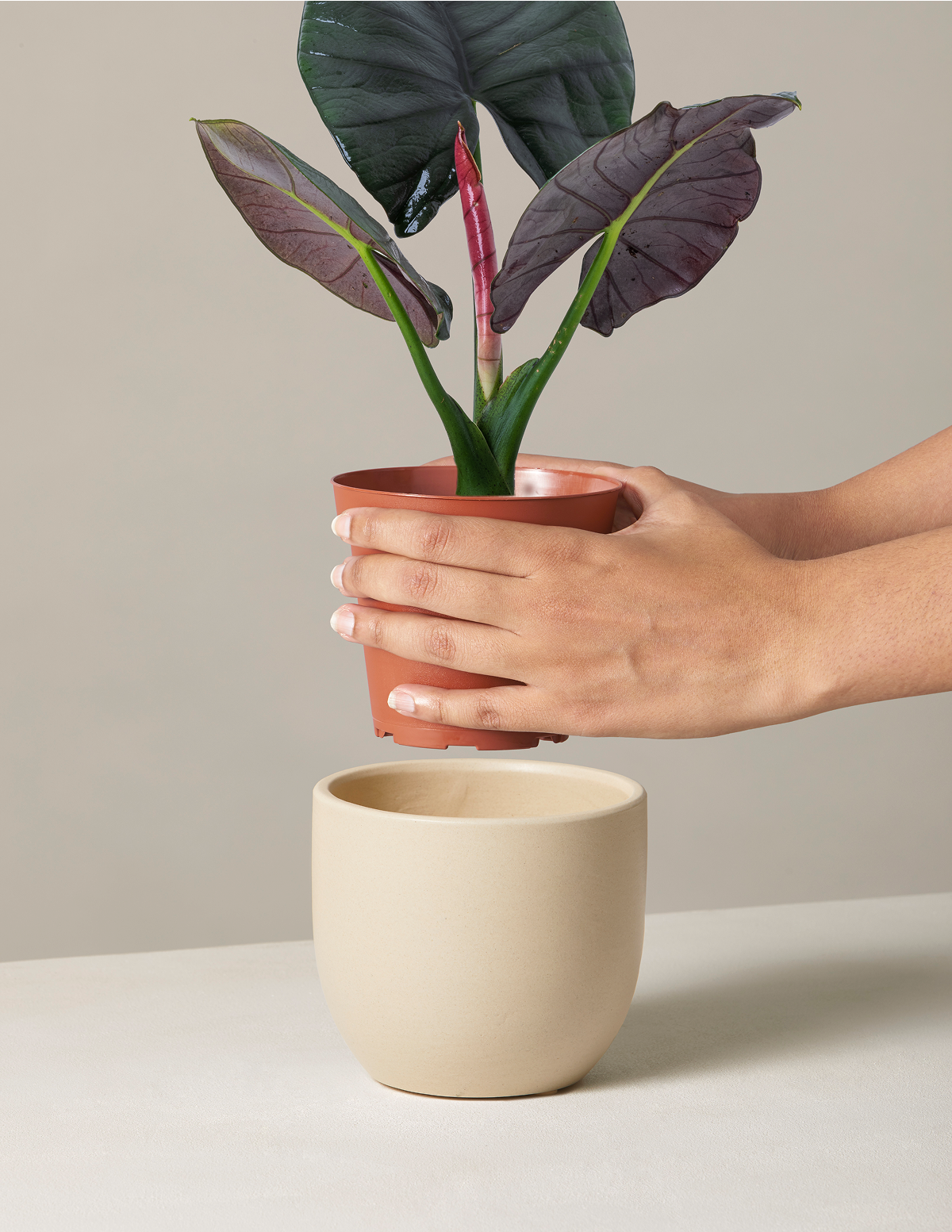 Alocasia Silver Velvet