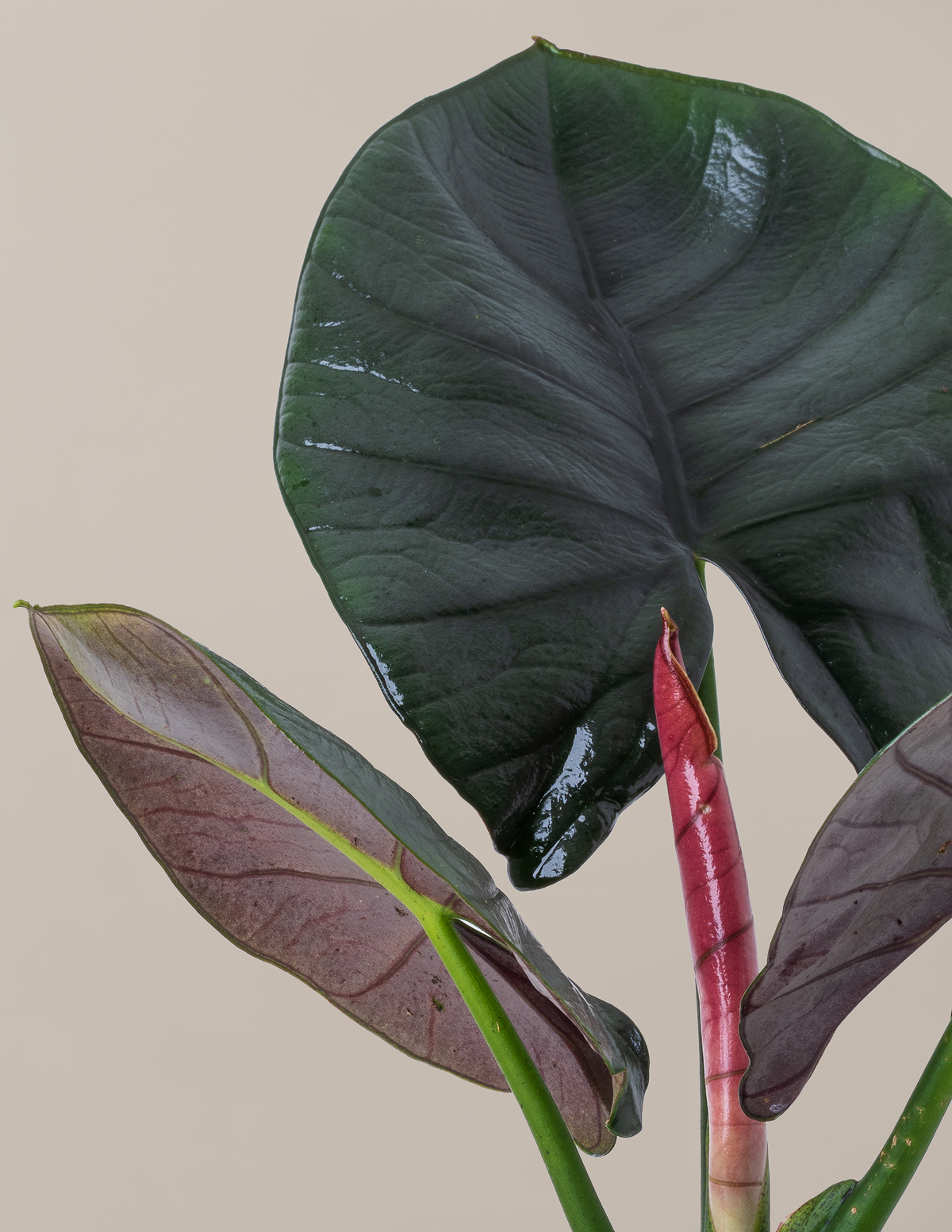 Alocasia Silver Velvet