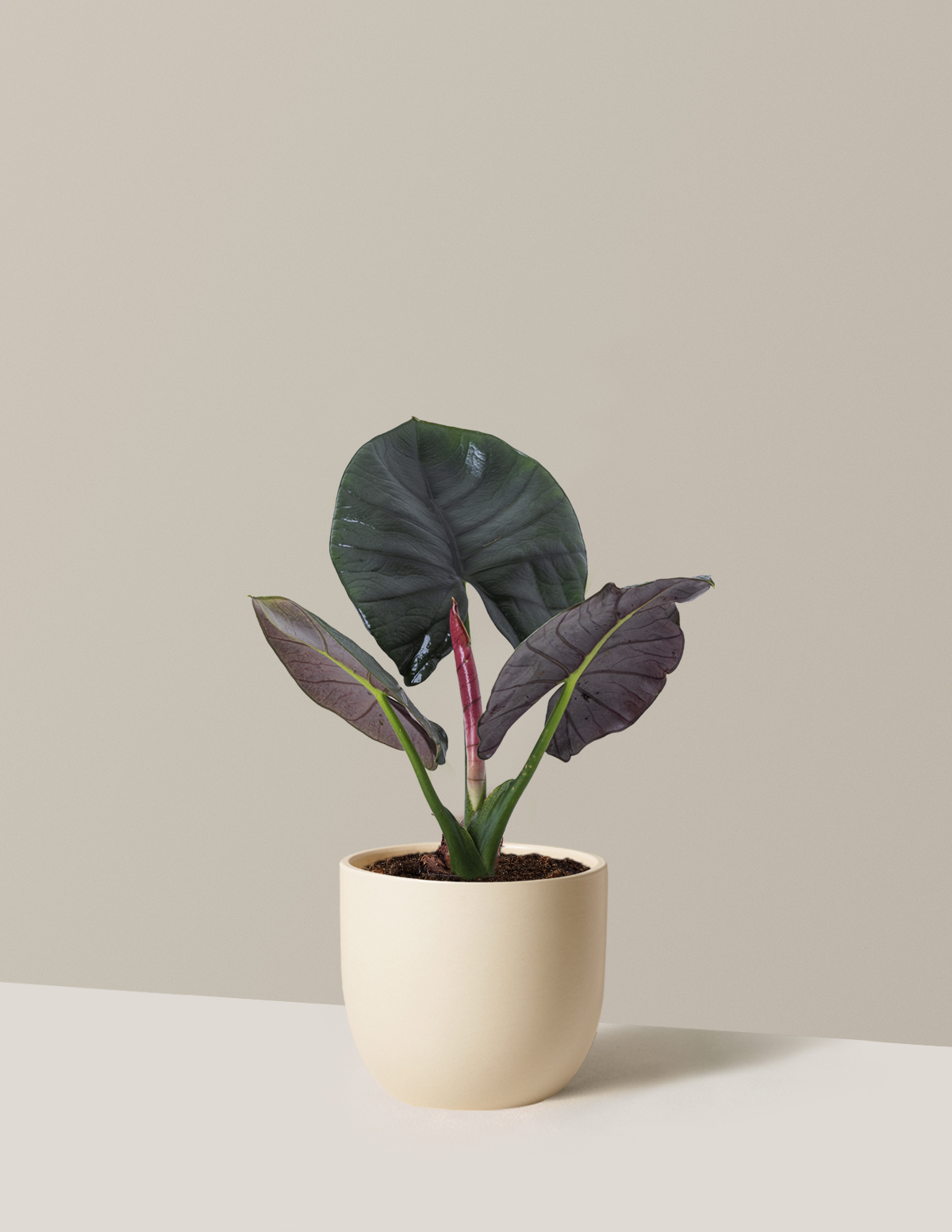 Alocasia Silver Velvet
