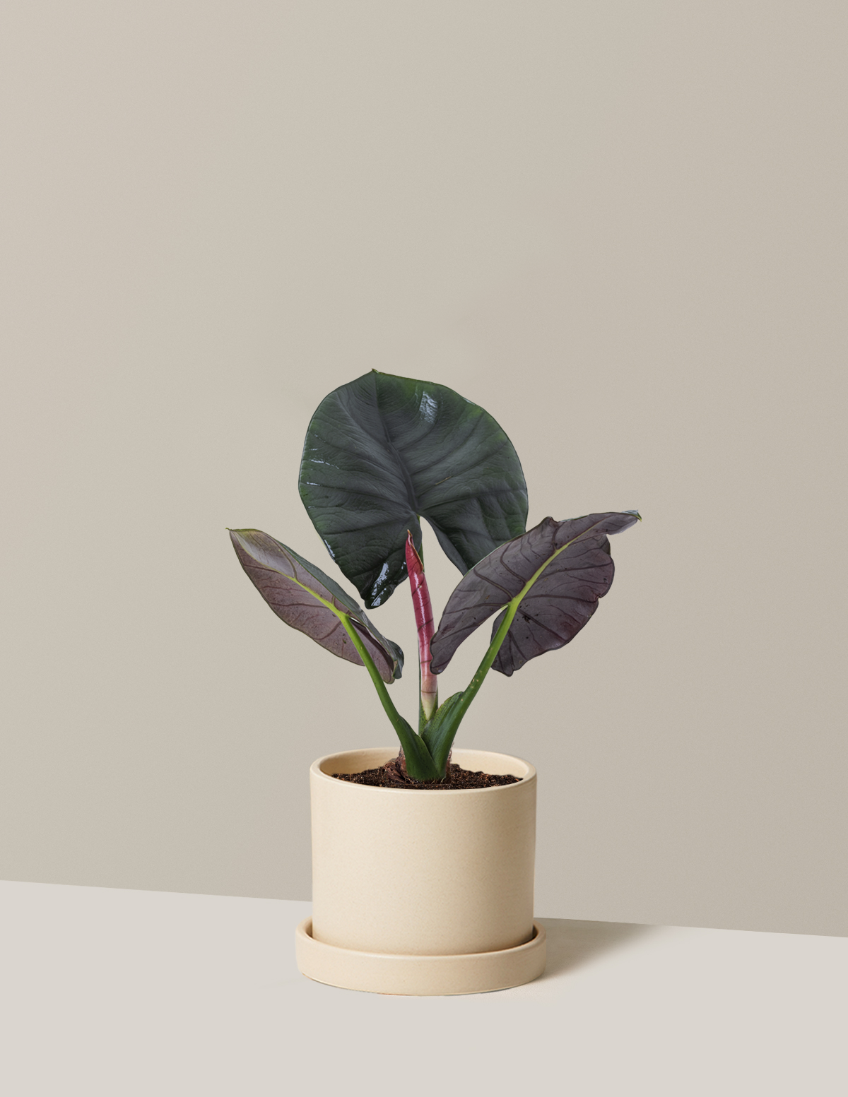 Alocasia Silver Velvet