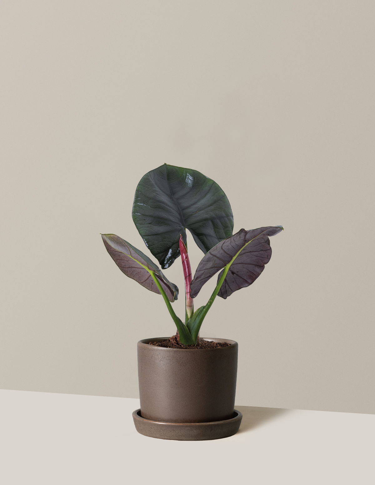 Alocasia Silver Velvet