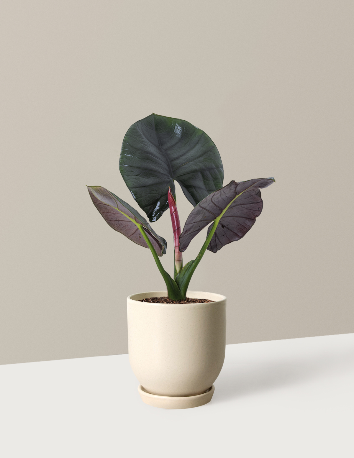 Alocasia Silver Velvet