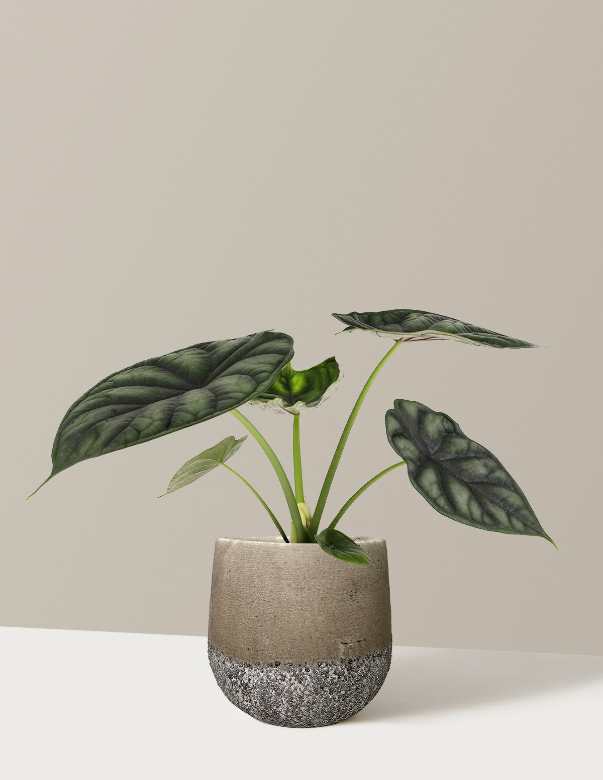 Alocasia Dragon Scale