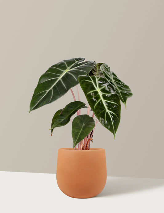 Alocasia Pink Princess