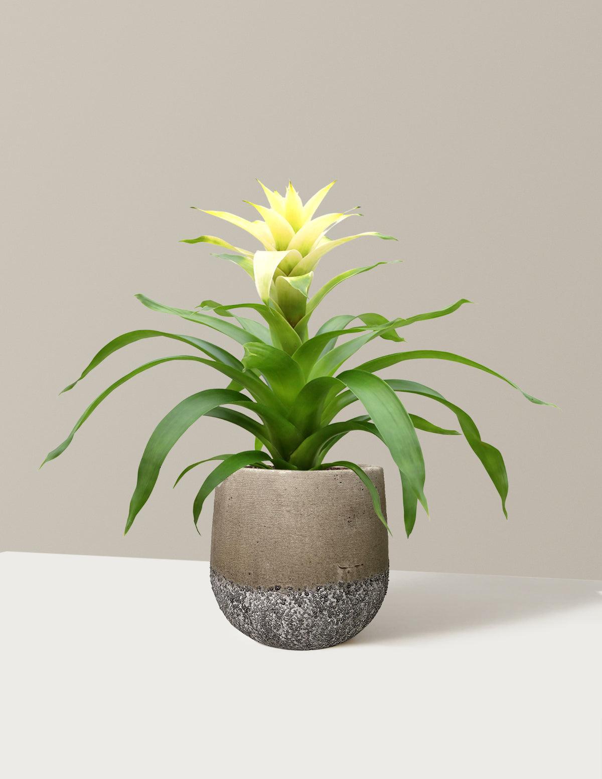 Bromeliad Deseo White | Indoor Flowering House Plant Gifts | The Sill