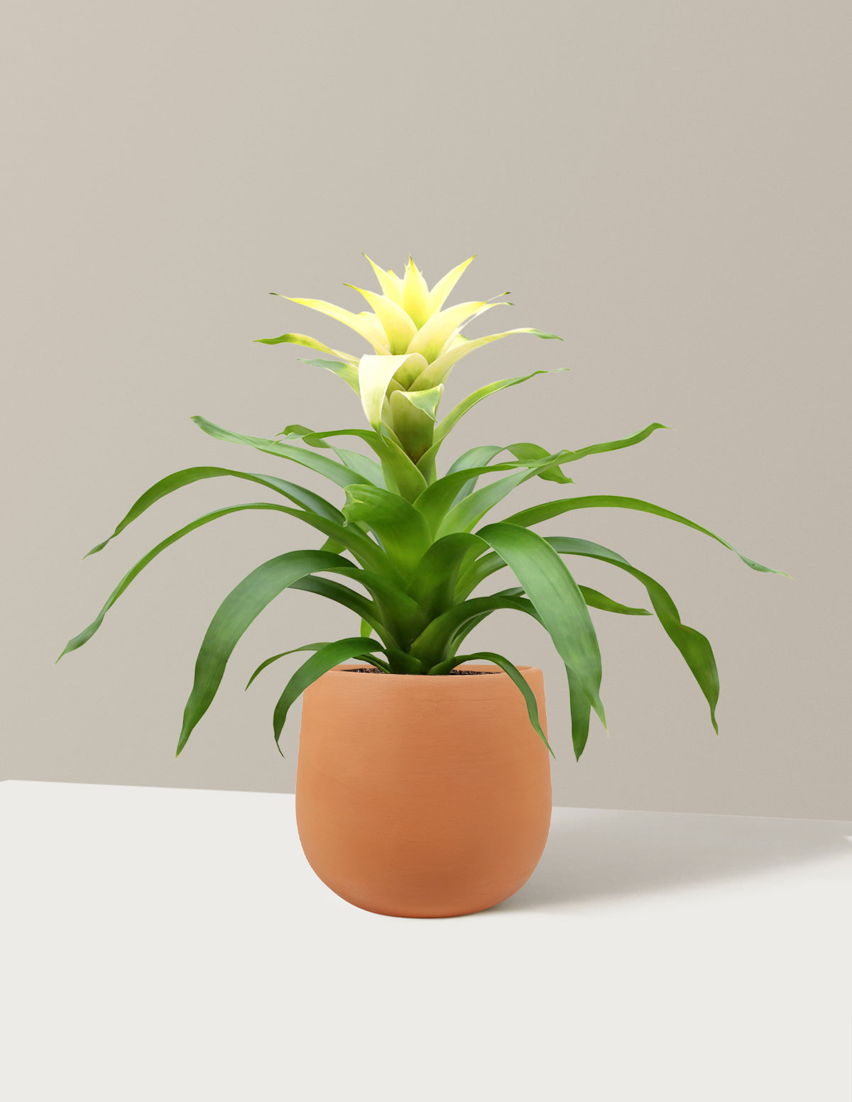 bundle | Small | Raven | Terracotta