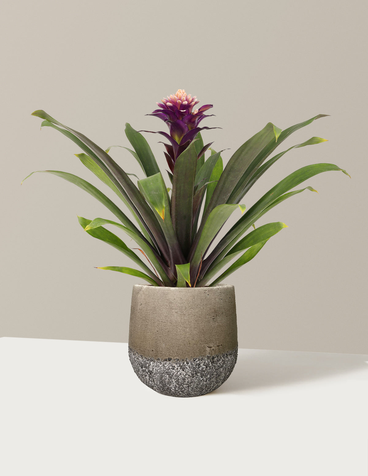 bundle | Small | Raven | Stone