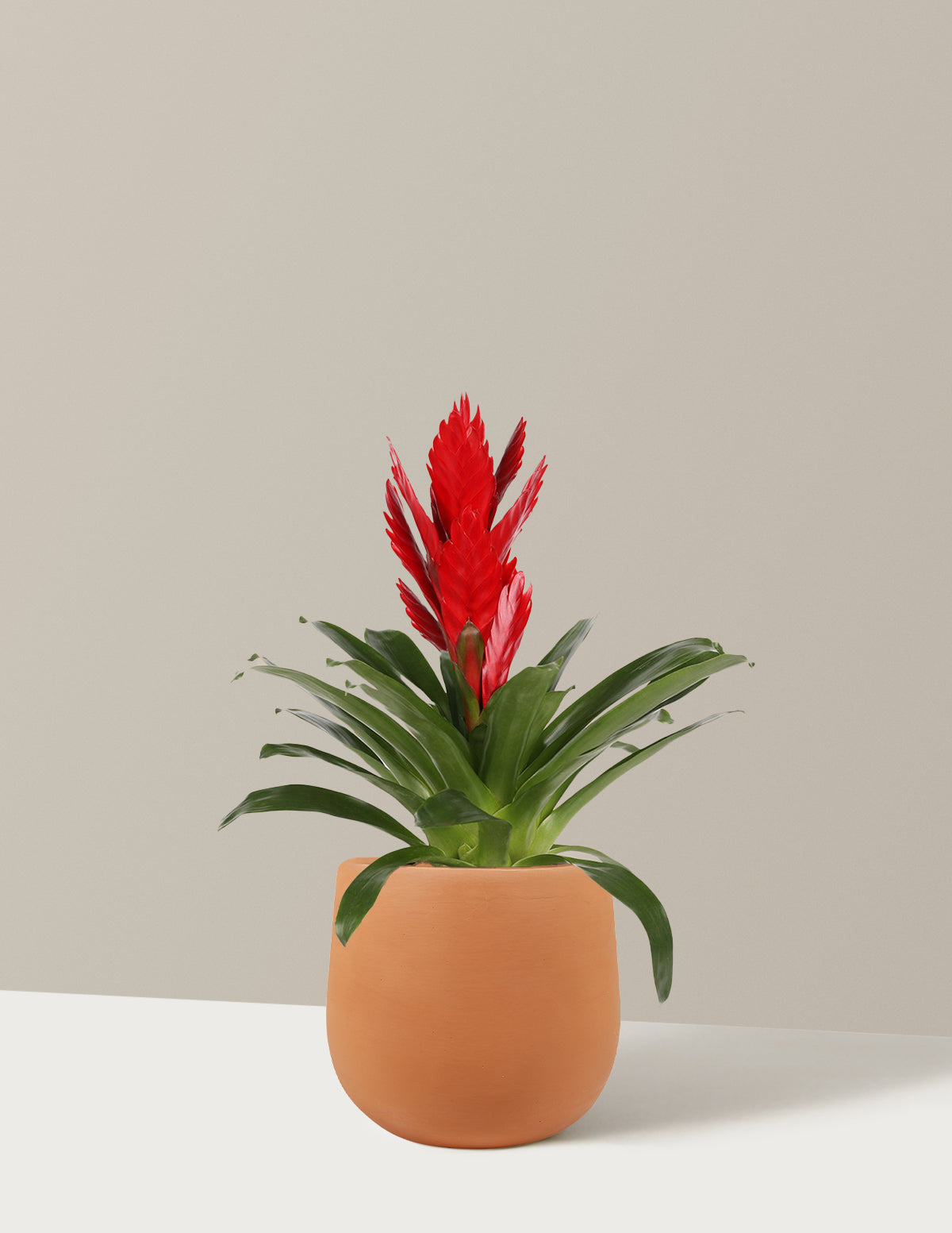 potted plant with red flowers Bromeliad Vriesea Intenso Red Houseplant - Small (10"-16" tall) Grow Pot