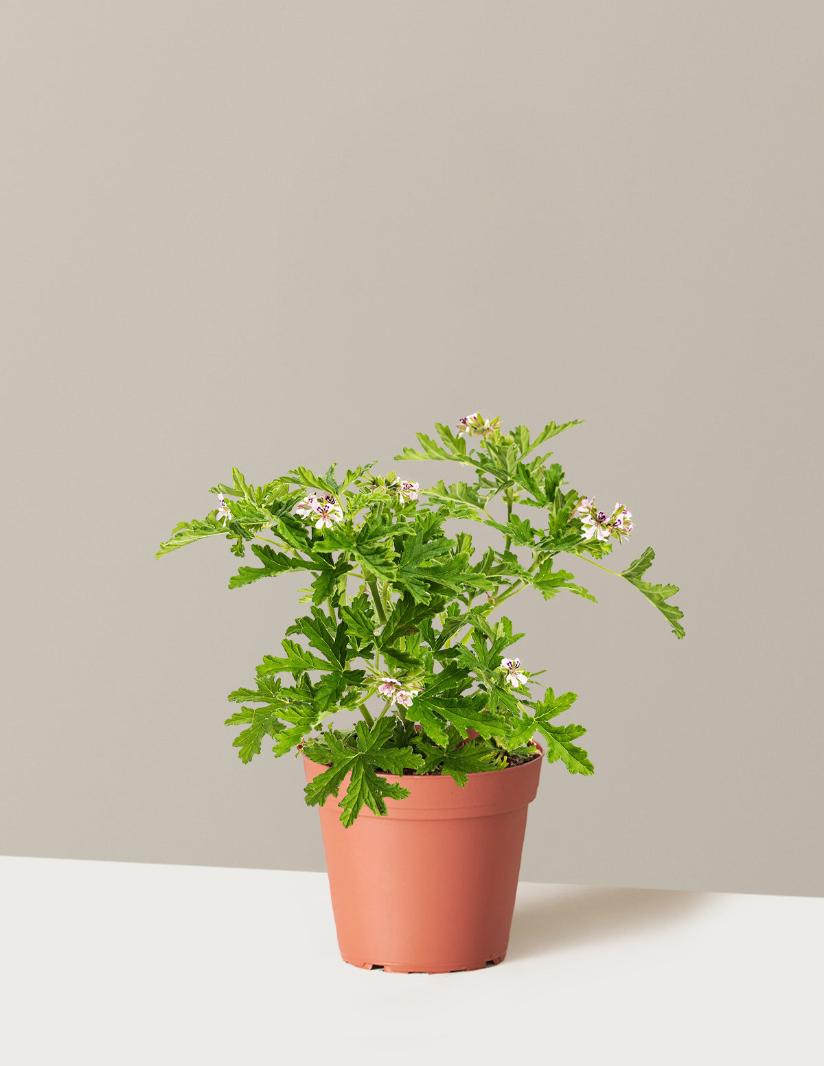 citronella hanging plants Citronella Bush
