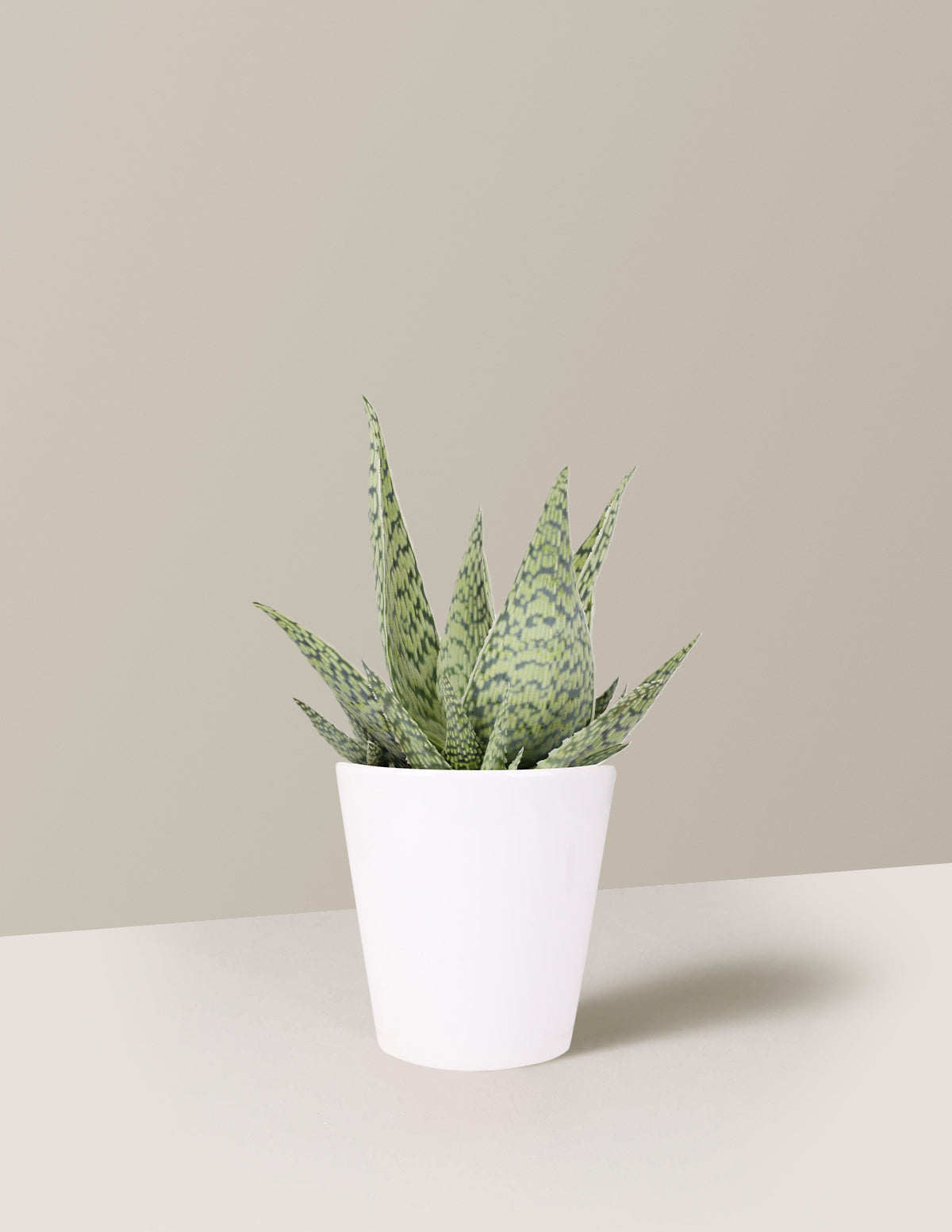 Aloe Delta Lights