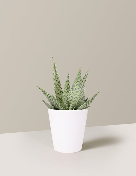 Aloe Delta Lights