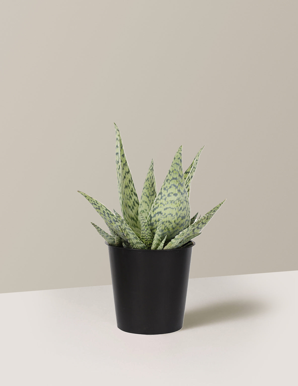 Aloe Delta Lights