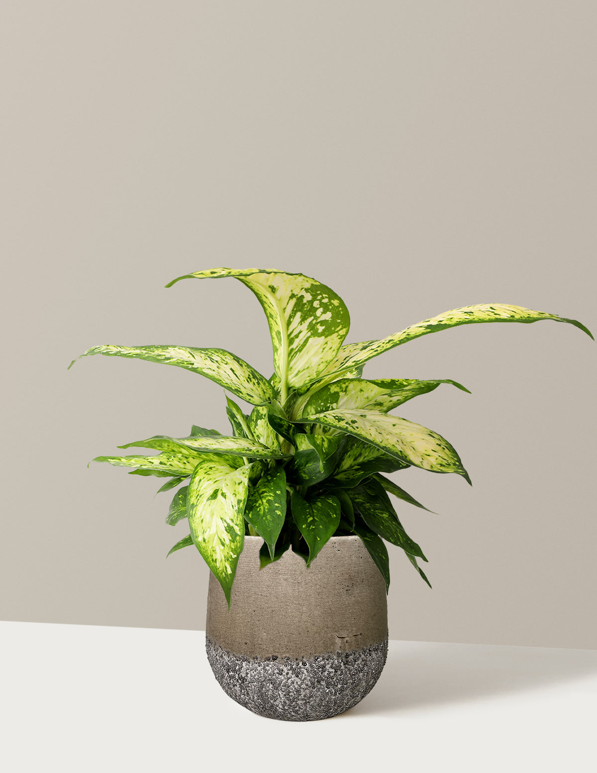 Dieffenbachia Star Bright
