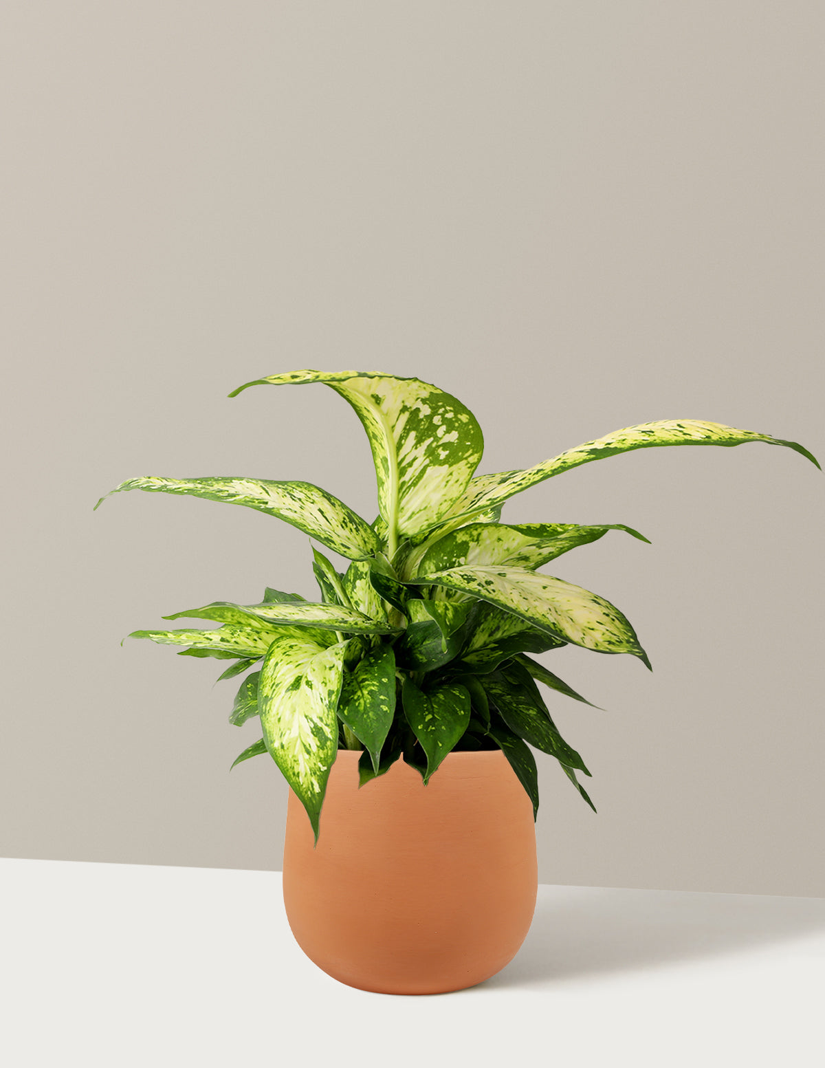 Dieffenbachia Star Bright