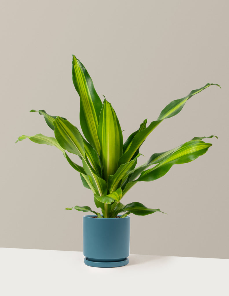 How to care for a Dracaena Giganta