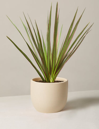 Dracaena Marginata Tricolor Cane