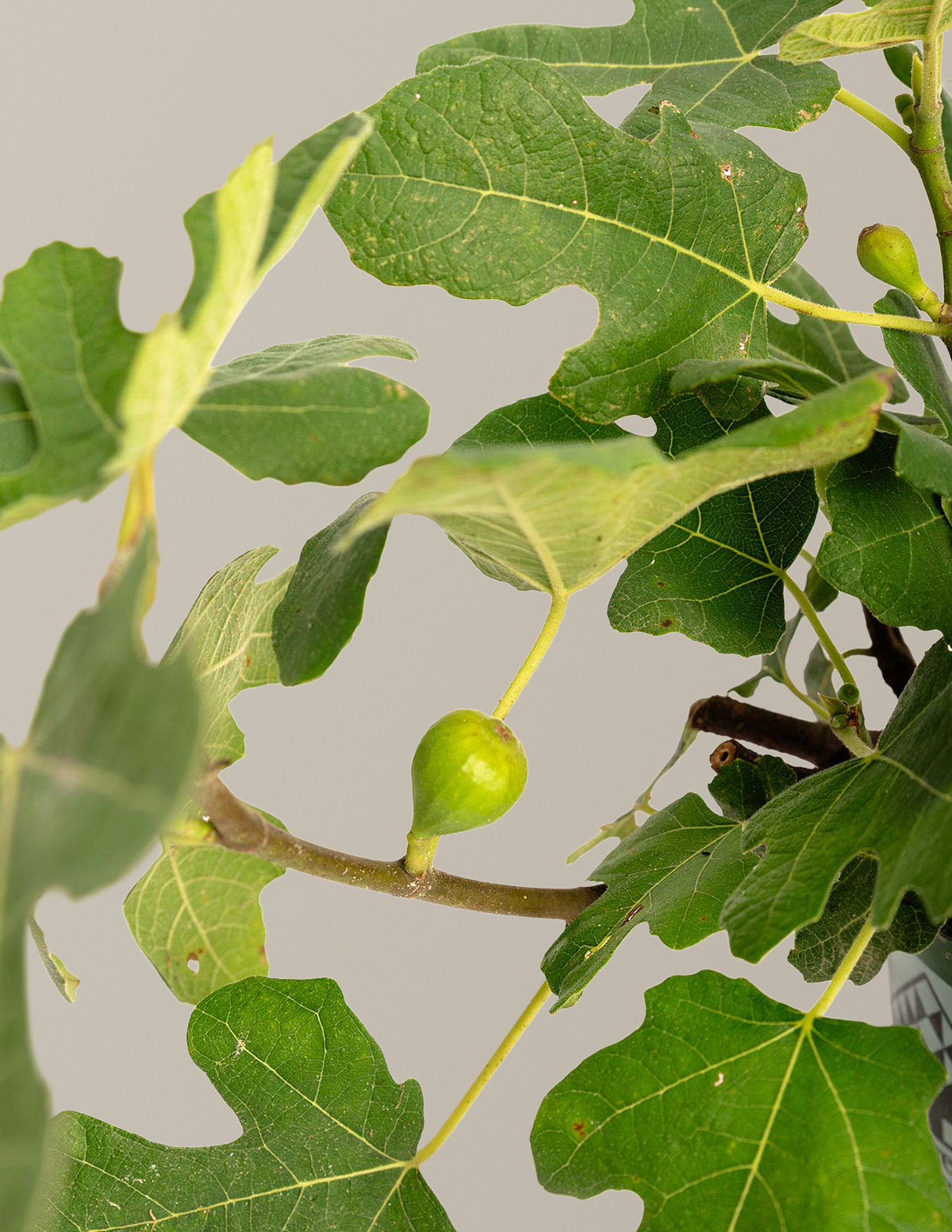 Fignominal Fig
