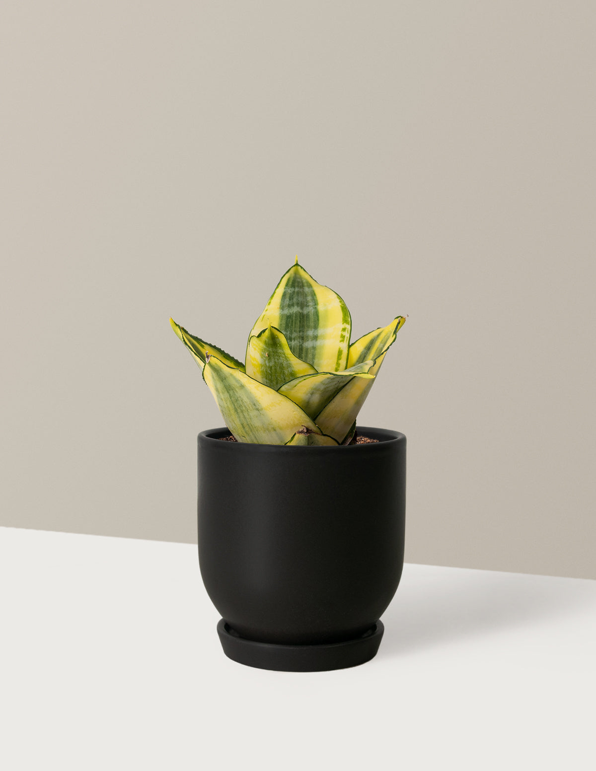Snake Plant Hahnii Gold