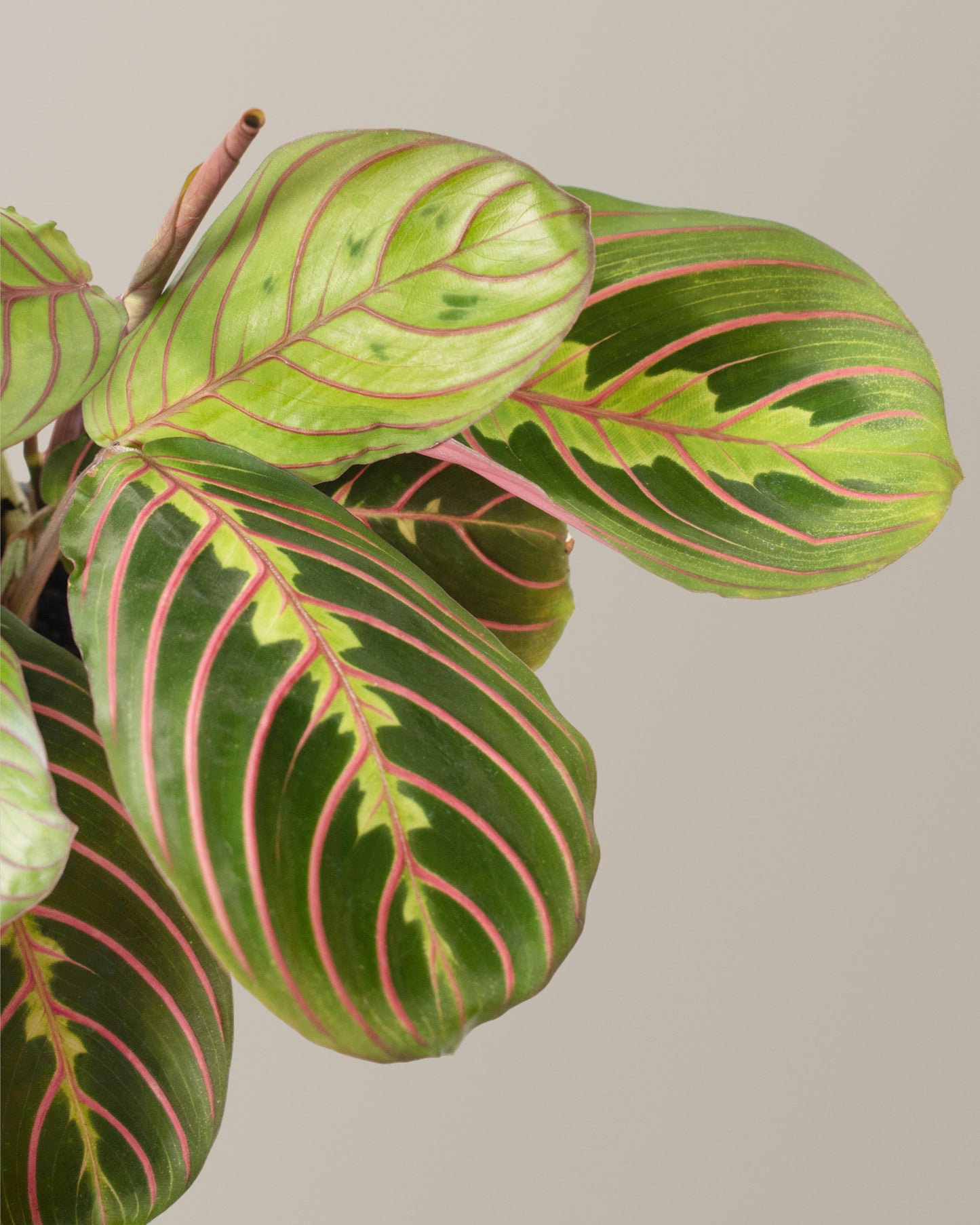 Red Prayer Plant