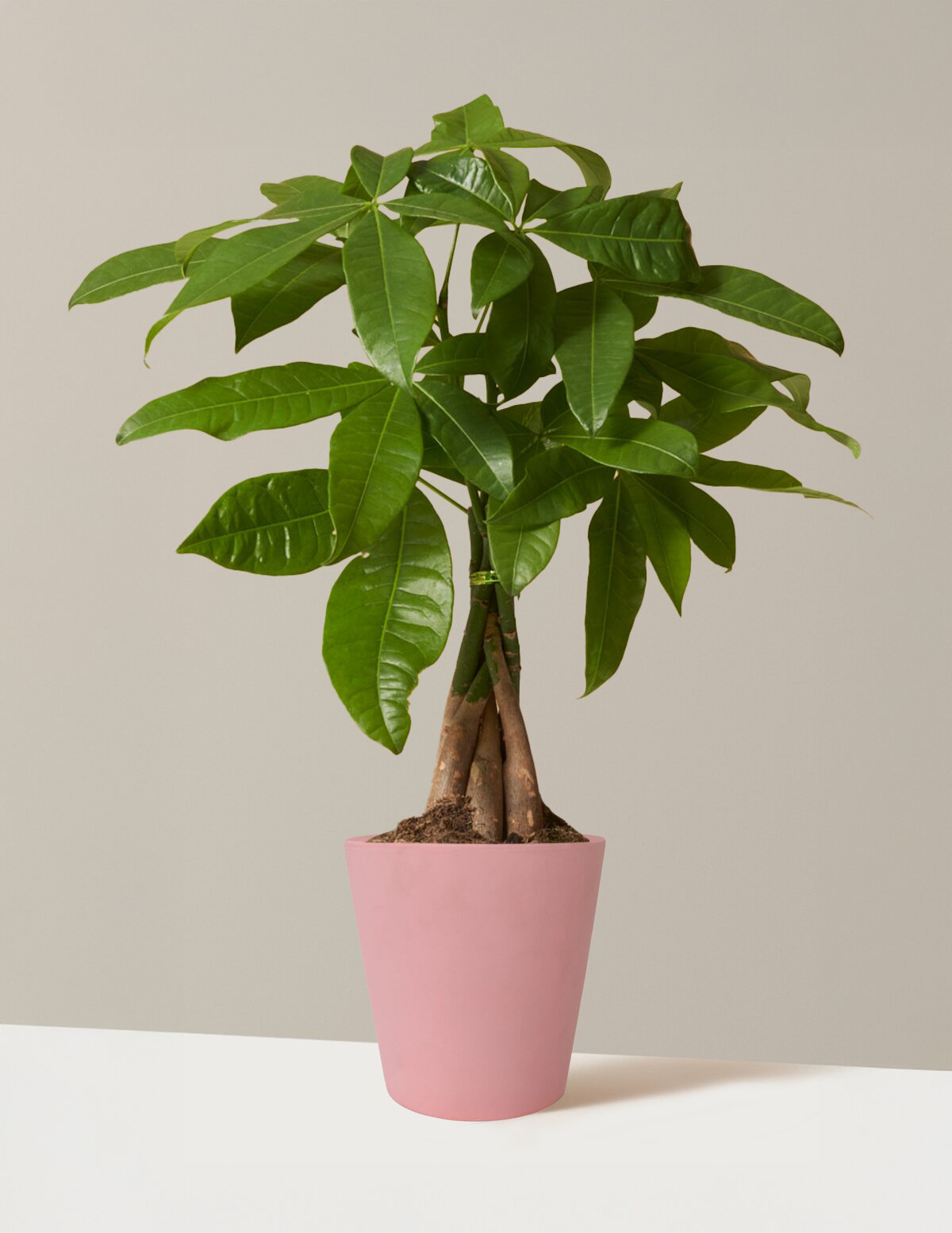 Money Tree Plant