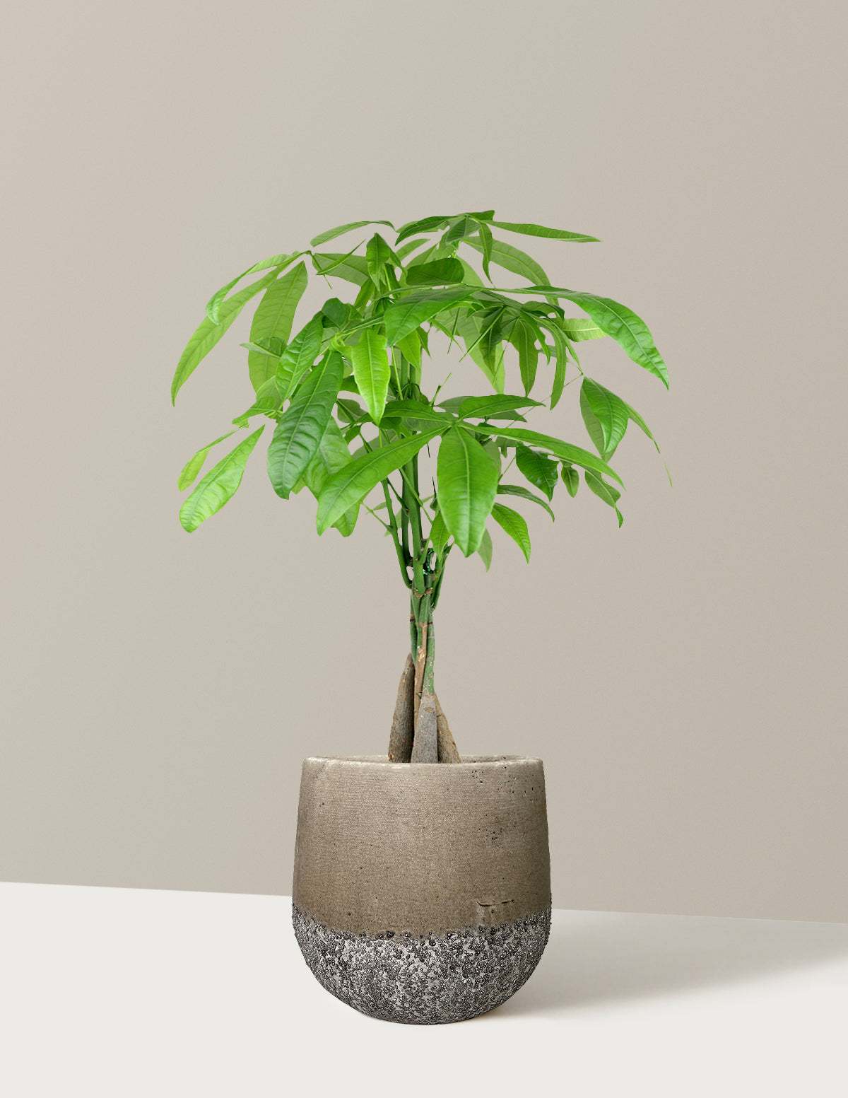 Money Tree Plant
