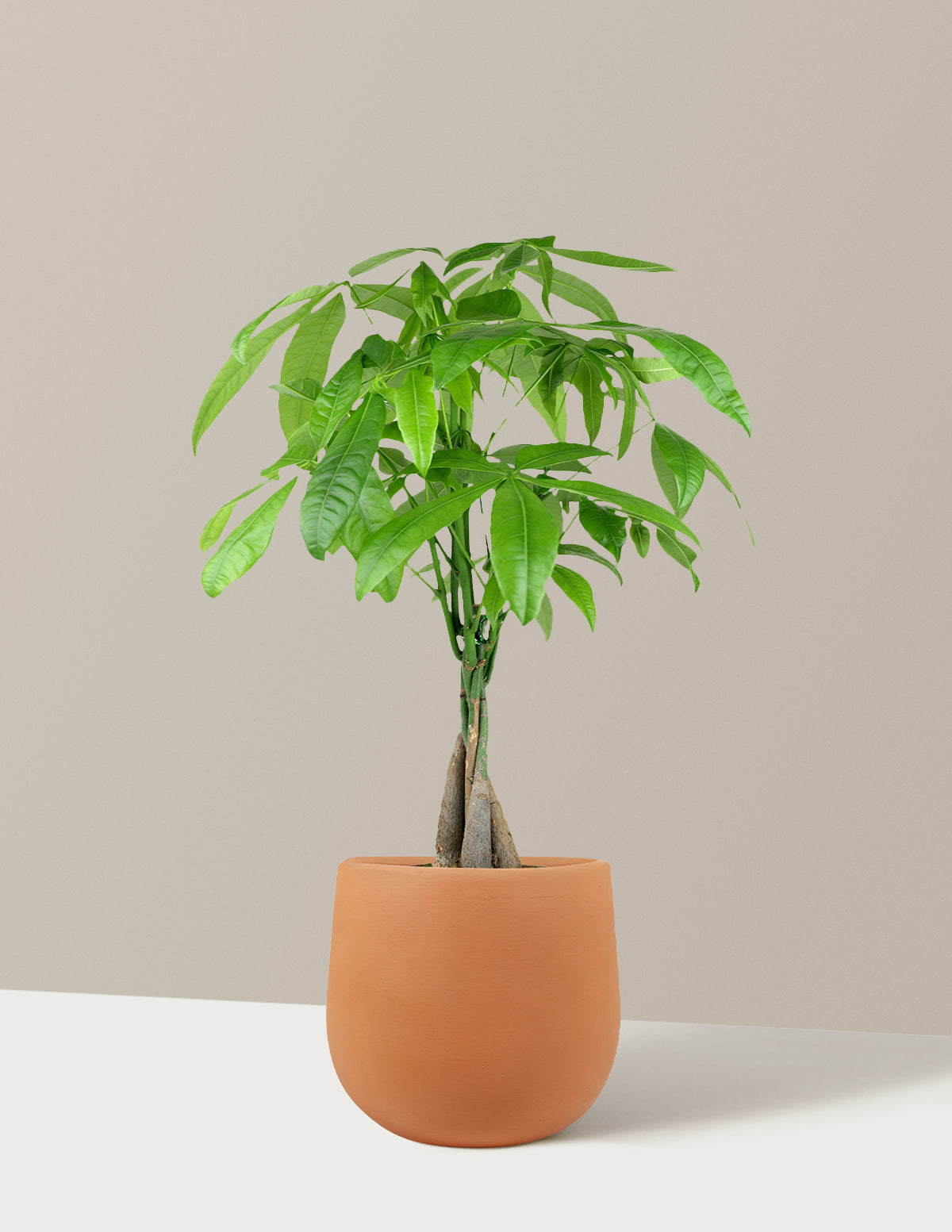 Money Tree Plant