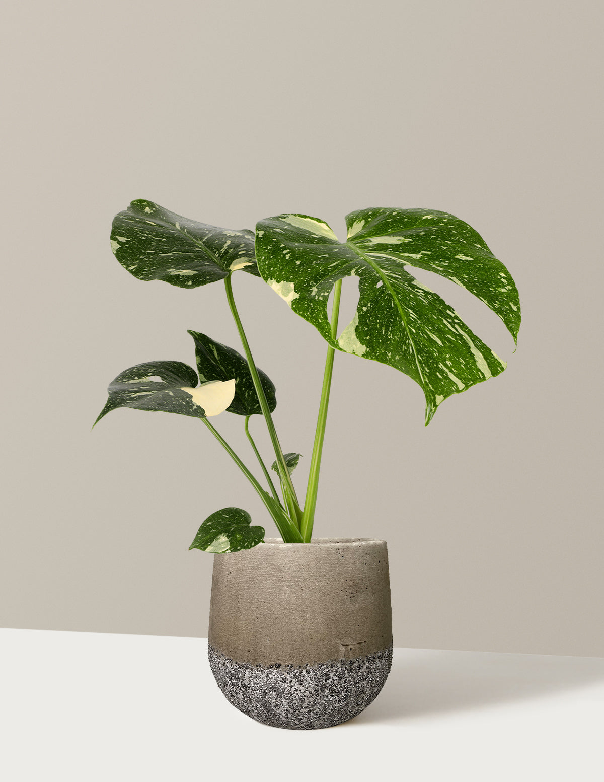 Monstera Thai Constellation