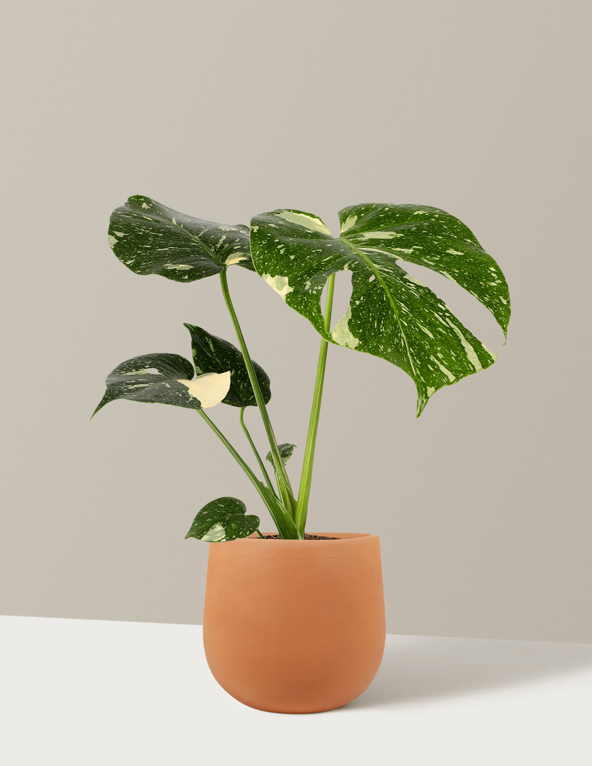 Monstera Thai Constellation