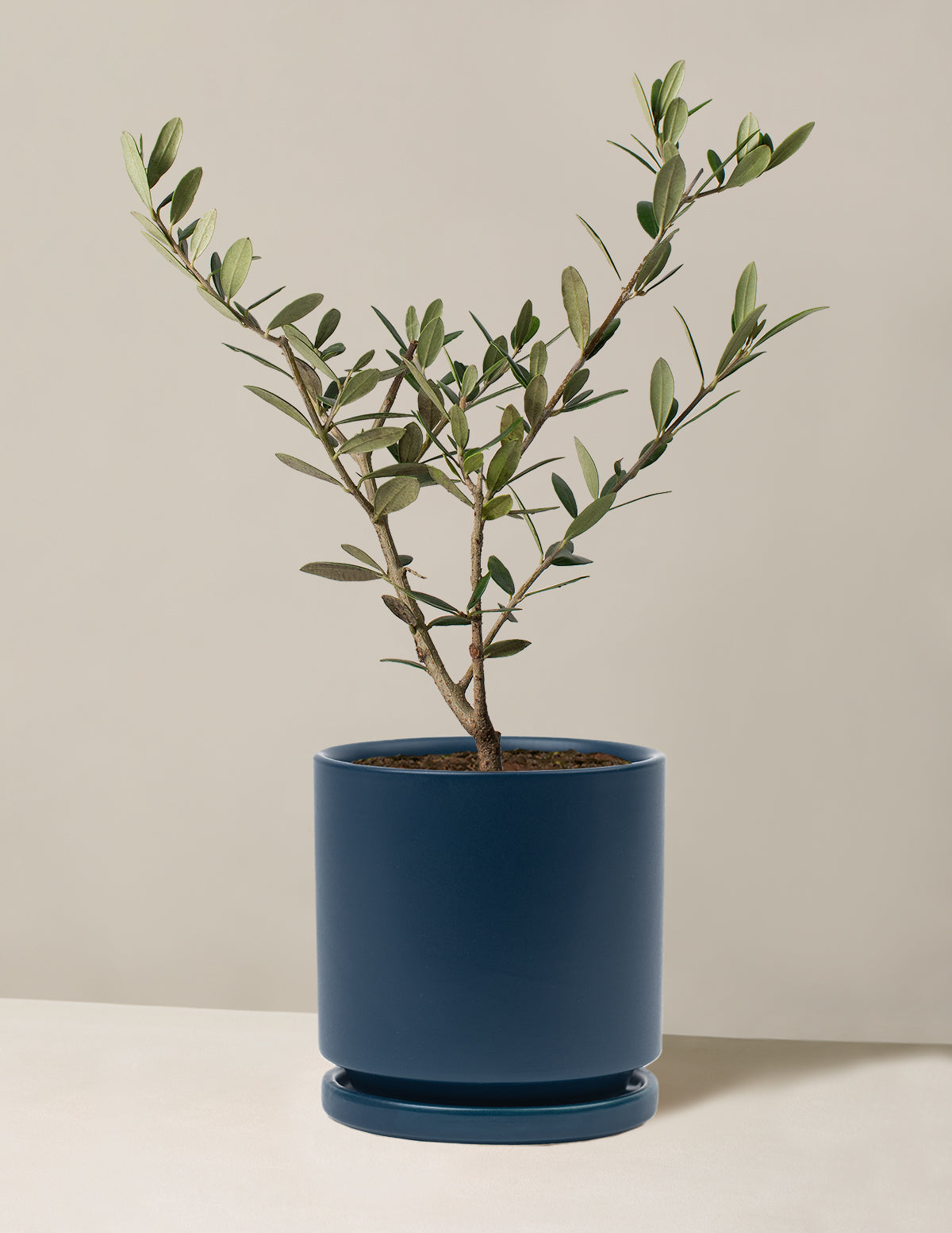 Olive Tree